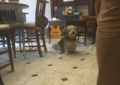 a dog in a cafe